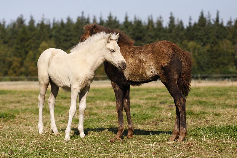 Myrdal und Saedis 2.jpg
